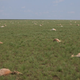 Image for article titled Over 120,000 Saiga Antelopes Have Inexplicably Died Since Mid-May